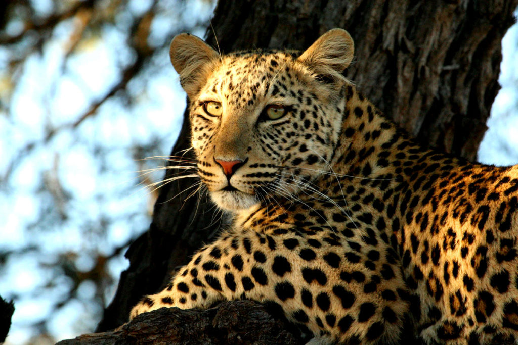 5-parks-live-unforgettable-safari-south-africa-kruger-leopard