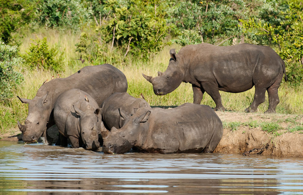 5-parks-live-unforgettable-safari-south-africa-kruger-rhinos