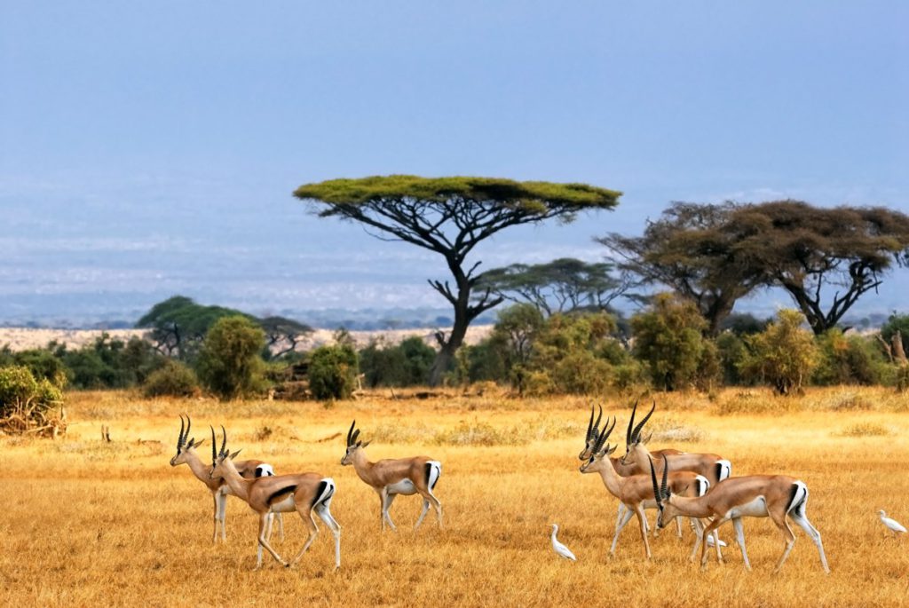 5-parks-live-unforgettable-safari-south-africa-pilanesberg-antelopes