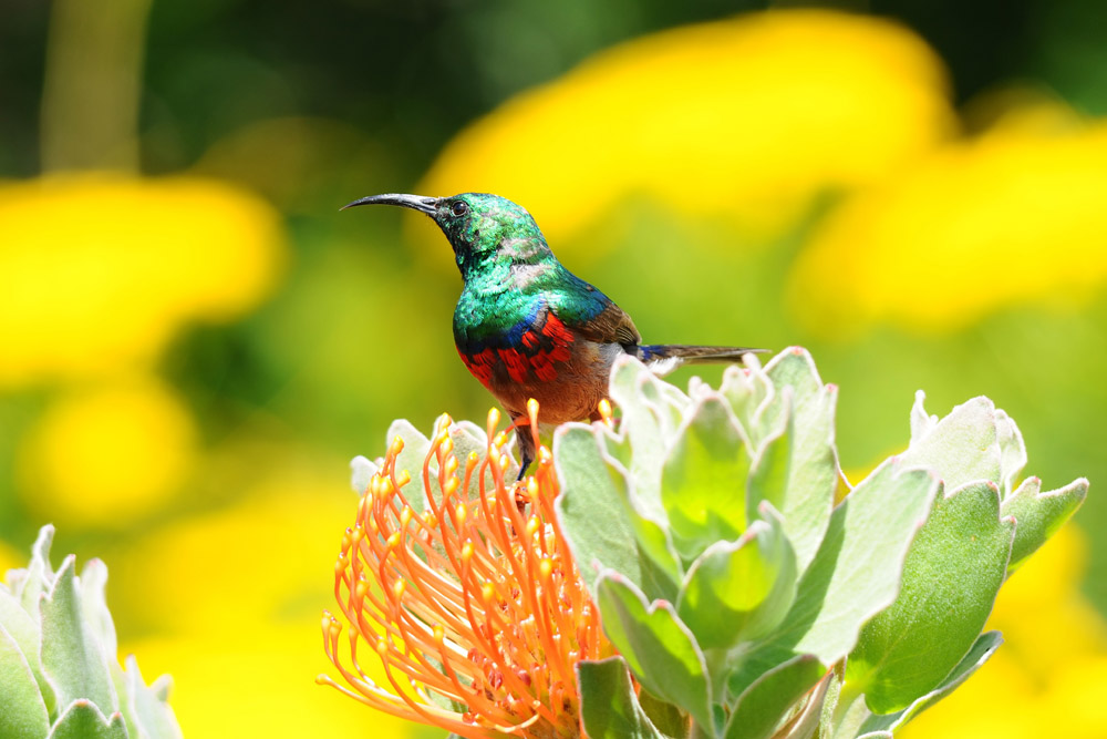 5-parks-live-unforgettable-safari-south-africa-sibuya-bird