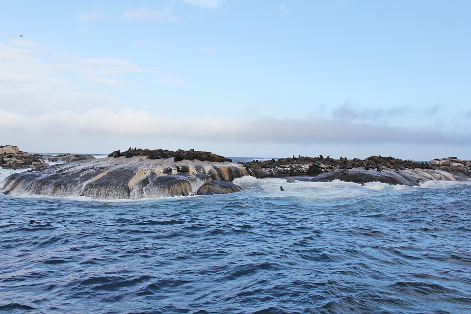 5-places-see-animals-cape-town-duiker-island