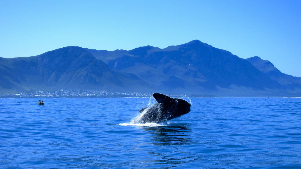 5-places-see-animals-cape-town-whales