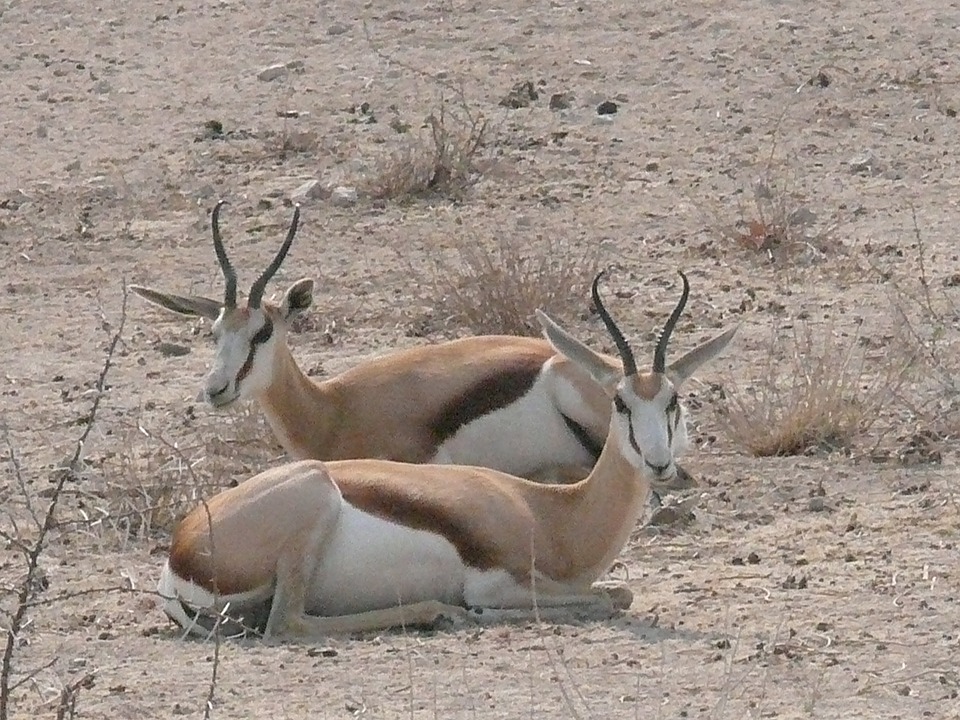 animals-springbok-safari