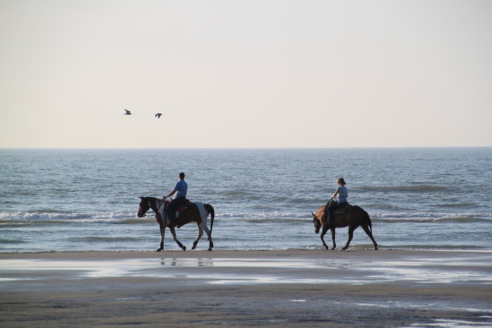 beach-horse-cape-town