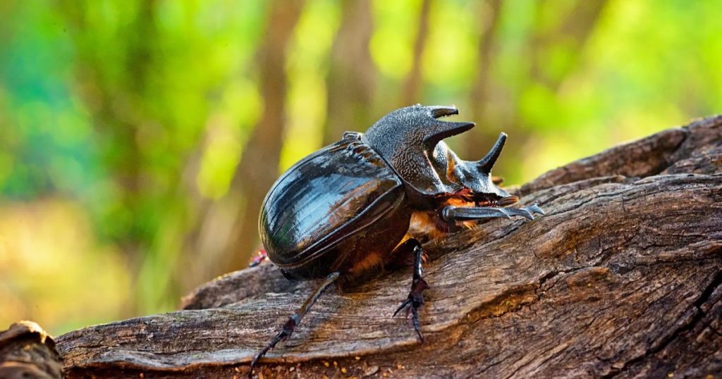 Rhino Beetle - Cape Town Safari