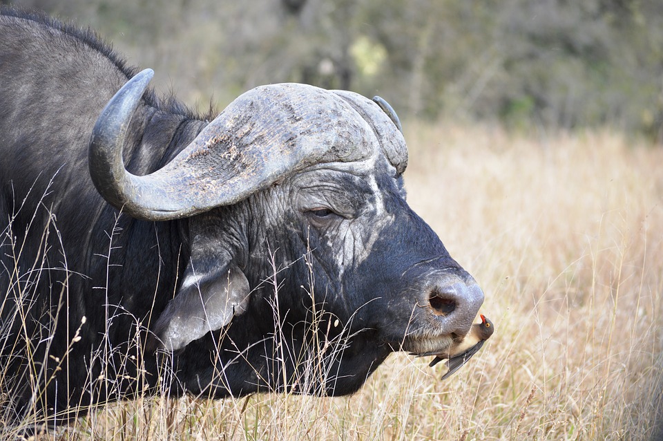 buffalo-kruger-savannah-bird