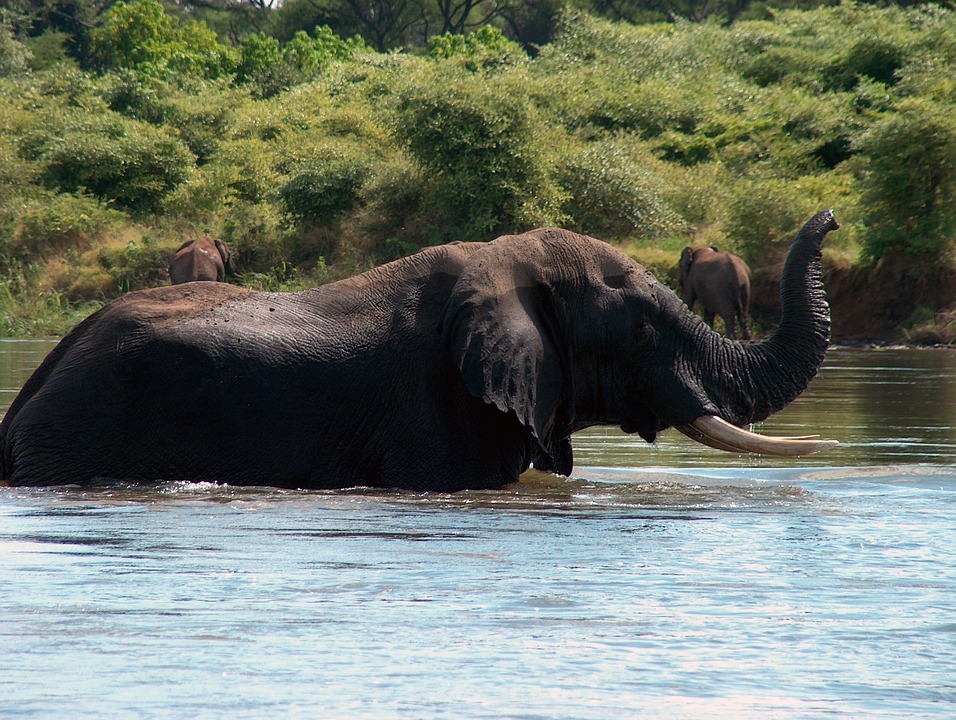 elephant-bath-south-africa