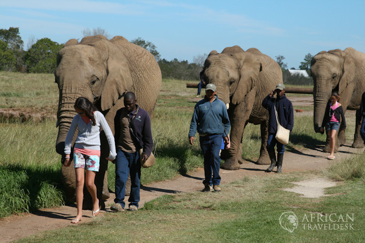 elephant-bush-walk-activity-south-africa