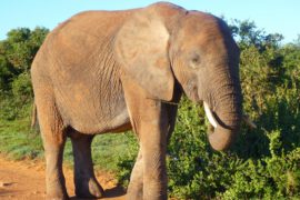 Addo Garden Route Escape - 4 Days