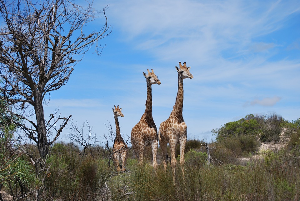family-giraffe-safari-south-africa