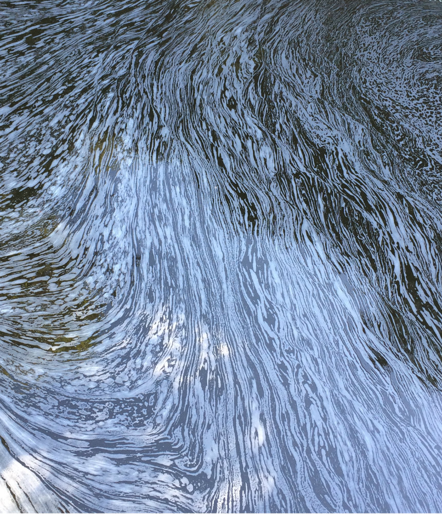 harold-porter-national-botanical-garden-whale-route-5