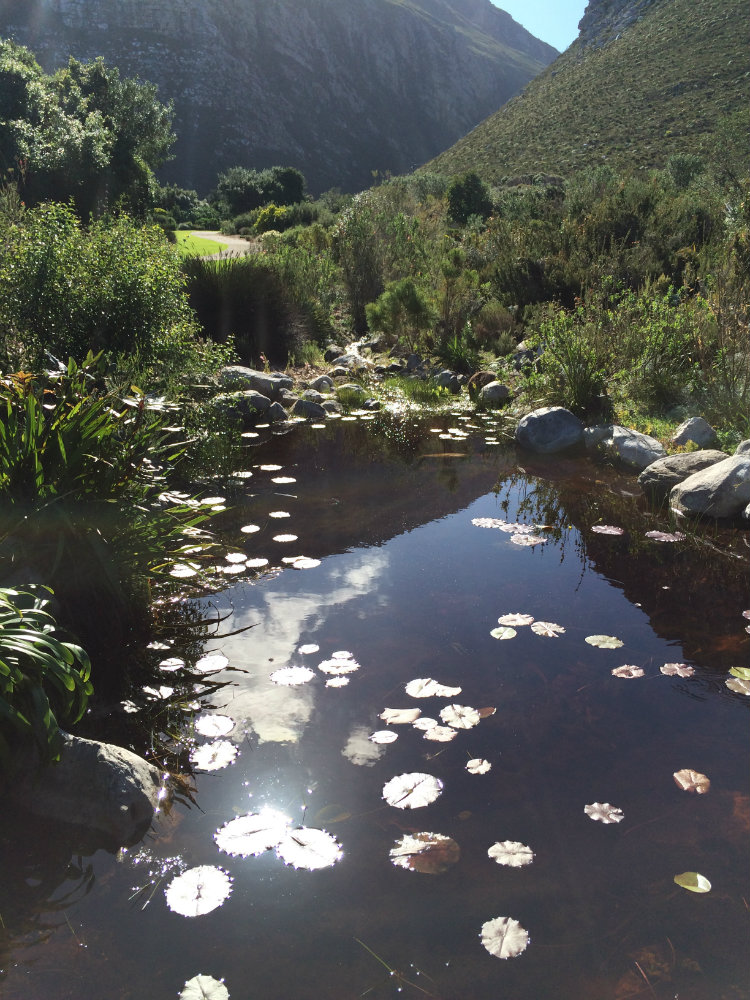 harold-porter-national-botanical-garden-whale-route-7