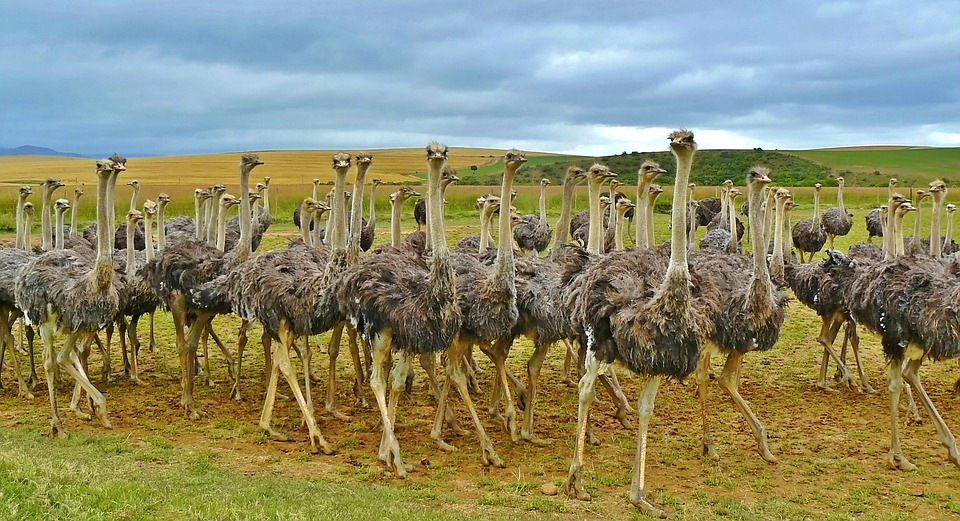herd-ostrich-animal-south-africa