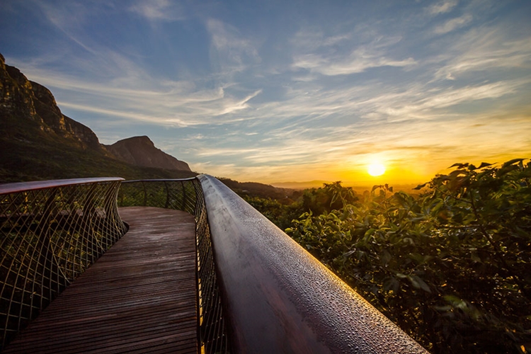 kirstenbosch-tree-canopy-path-sunset