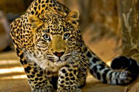 Kruger Park Safari Private Game Reserve - 3 Days