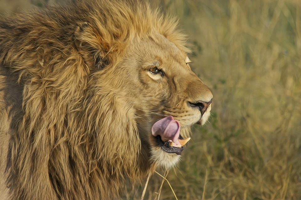 lion-safari-south-africa