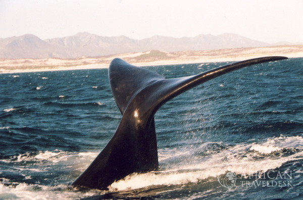 lobtailing-hermanus-whale