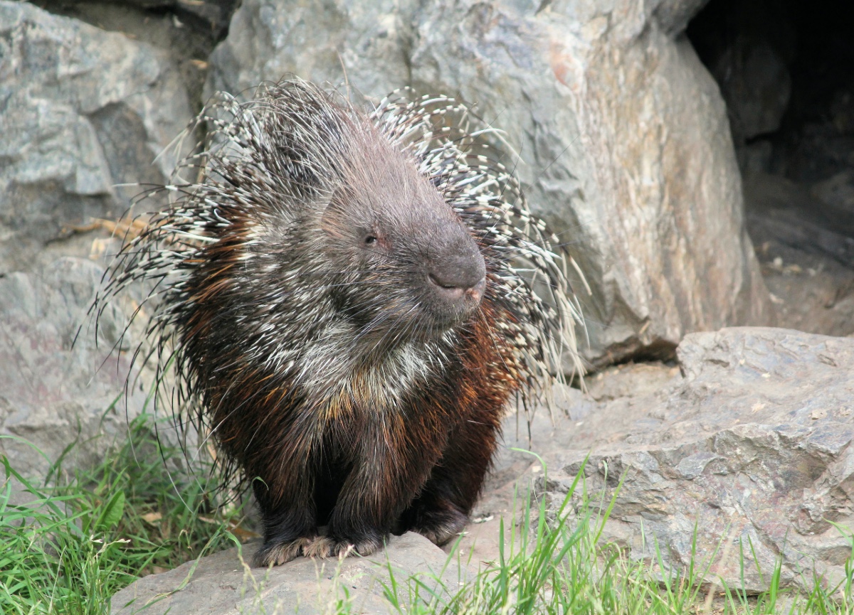Porcupine - Cape Town Safari