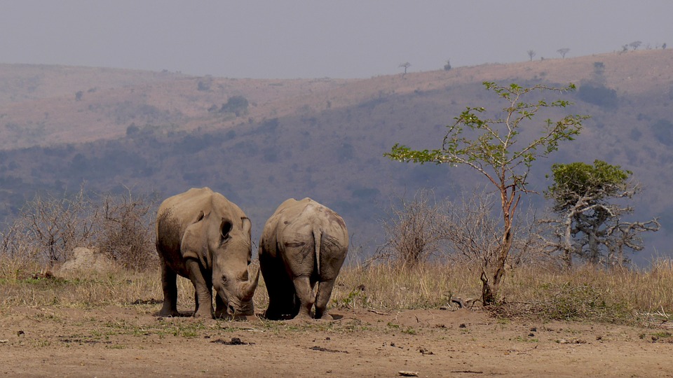 rhino-bush-south-africa-safari
