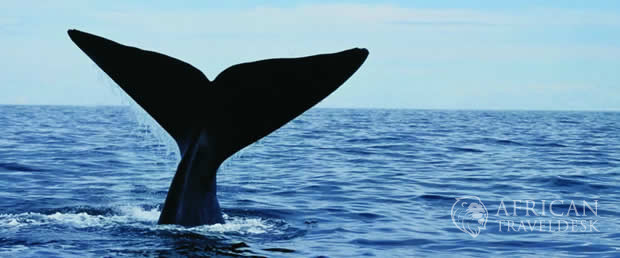 sailing-hermanus-souther-right-whale