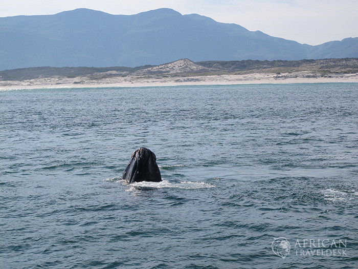 spyhopping-whale-hermanus