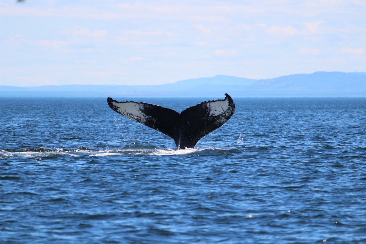 whale-tail-garden-route