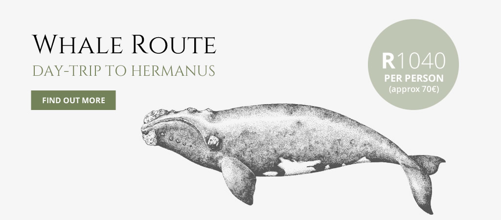 whale-tour-capetown