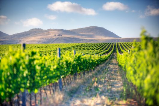 Cape Town Winelands Tours