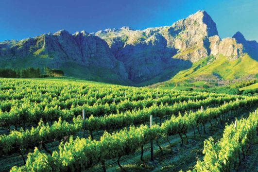 Cape Town Winelands Tour - Full Day