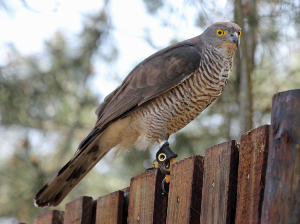 African Goshawk
