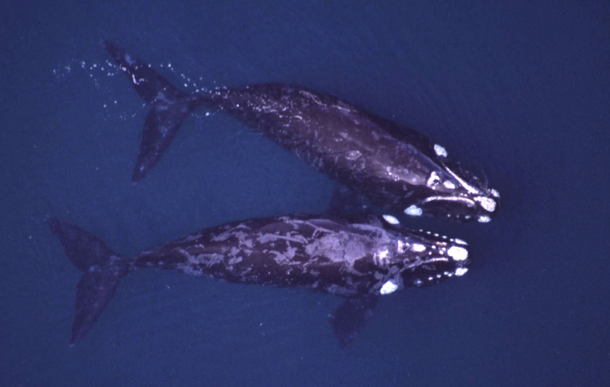 surface-groupes-southern-right-whale